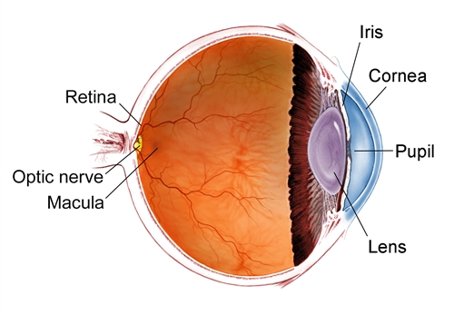 What is Retina in the Eye?